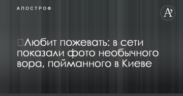 ​Любить пожувати: в мережі показали фото незвичайного злодія, спійманого в Києві