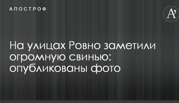 На вулицях Рівного помітили величезну свиню: опубліковано фото