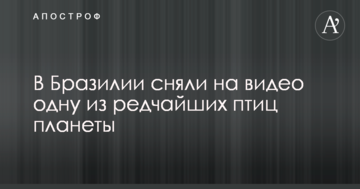 В Бразилии сняли на видео одну из редчайших птиц планеты
