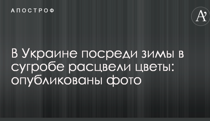 В Україні посеред зими в заметі розцвіли квіти: опубліковані фото