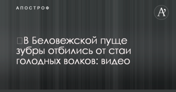 У Біловезькій пущі зубри відбилися від зграї голодних вовків: відео