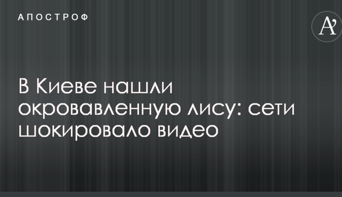 У Києві знайшли закривавлену лисицю: мережі шокувало відео