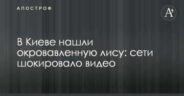 У Києві знайшли закривавлену лисицю: мережі шокувало відео