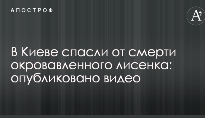 ​У Києві врятували від смерті закривавлене лисеня: опубліковано відео