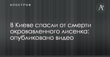 ​У Києві врятували від смерті закривавлене лисеня: опубліковано відео