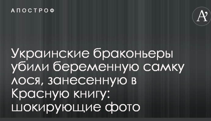 Украинские браконьеры убили беременную самку лося, занесенную в Красную книгу: шокирующие фото