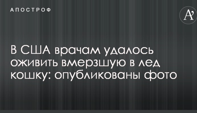 В США врачам удалось оживить вмерзшую в лед кошку: опубликованы фото