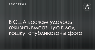 У США лікарям вдалося оживити вмерзлу в кригу кішку: опубліковано фото