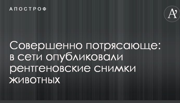 Совершенно потрясающе: в сети опубликовали рентгеновские снимки животных