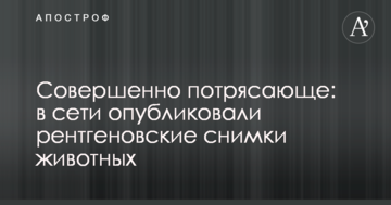 Абсолютно приголомшливо: в мережі опублікували рентгенівські знімки тварин