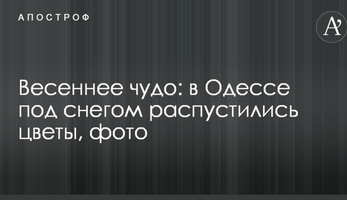 Весеннее чудо: в Одессе под снегом распустились цветы, фото