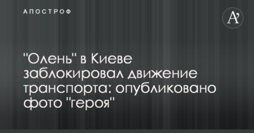 "Олень" в Києві заблокував рух транспорту: опубліковано фото "героя"
