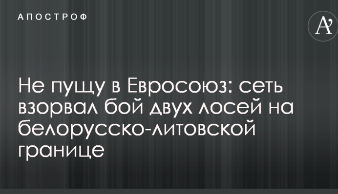 Не пущу в Евросоюз: сеть взорвал бой двух лосей на белорусско-литовской границе