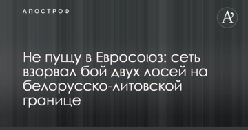 Не пущу в Евросоюз: сеть взорвал бой двух лосей на белорусско-литовской границе