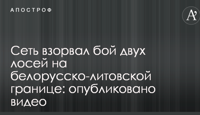 Сеть взорвал бой двух лосей на белорусско-литовской границе: опубликовано видео