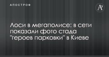 Лосі в мегаполісі: в мережі показали фото стада "героїв парковки" в Києві