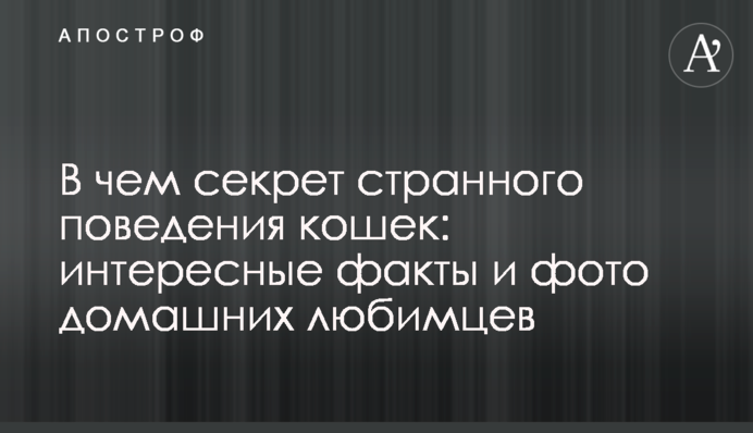 У чому секрет дивної поведінки кішок: цікаві факти і фото домашніх улюбленців