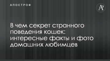 У чому секрет дивної поведінки кішок: цікаві факти і фото домашніх улюбленців