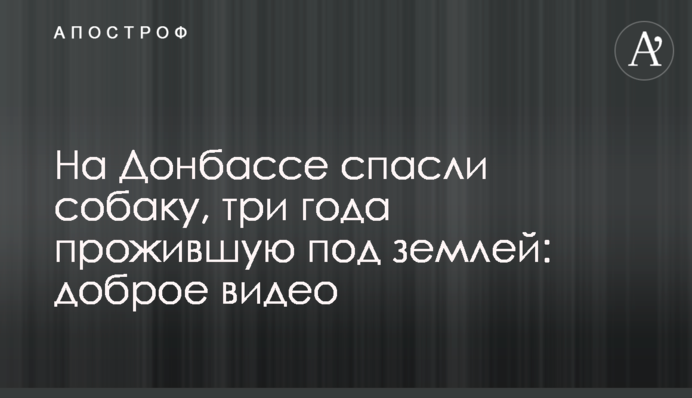 На Донбассе спасли собаку, три года прожившую под землей: доброе видео