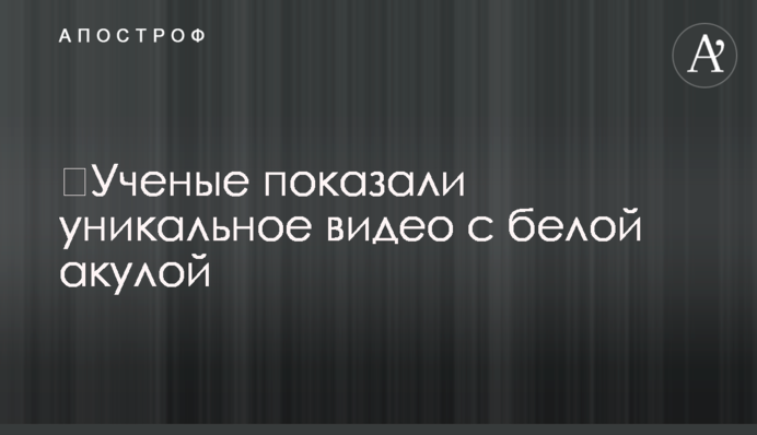 ​Ученые показали уникальное видео с белой акулой