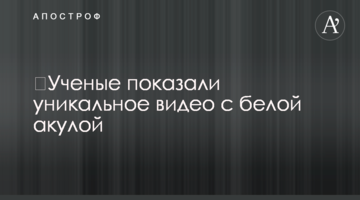 ​Ученые показали уникальное видео с белой акулой