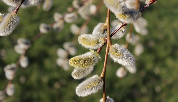Вербное воскресенье: что нельзя делать, правила и традиции