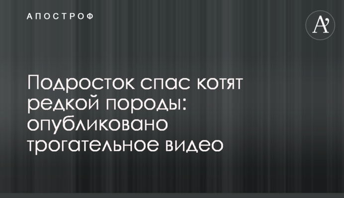 Подросток спас котят редкой породы: опубликовано трогательное видео