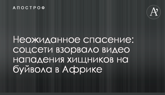 Неожиданное спасение: соцсети взорвало видео нападения хищников на буйвола в Африке