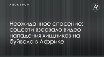 ​Несподіваний порятунок: соцмережі підірвало відео нападу хижаків на буйвола в Африці
