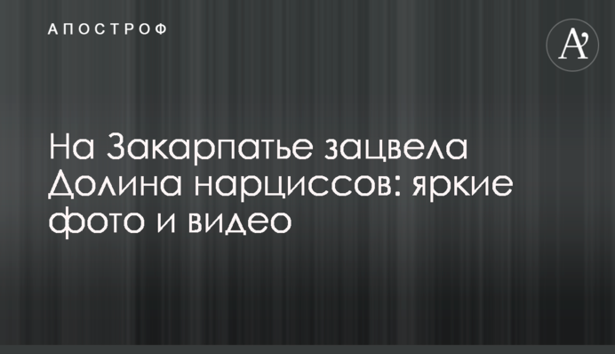 На Закарпатті зацвіла Долина нарцисів: яскраві фото та відео