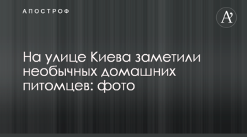На вулиці Києва помітили незвичайних домашніх улюбленців: фото