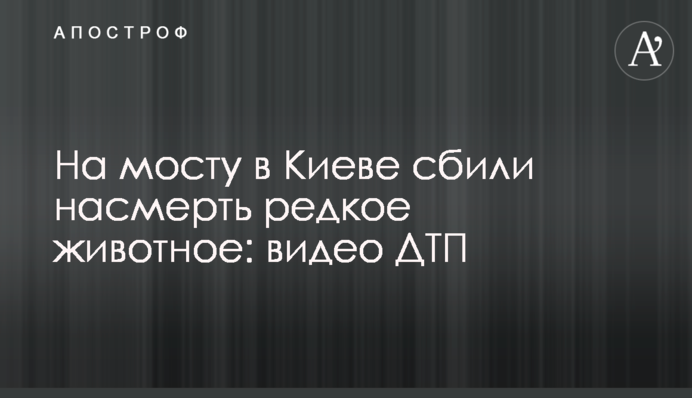 На мосту в Киеве сбили насмерть редкое животное: видео ДТП