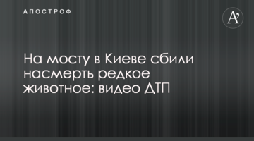 На мосту в Києві збили на смерть рідкісну тварину: відео ДТП