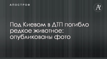 Під Києвом в ДТП загинула рідкісна тварина: опубліковано фото