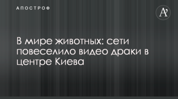 У світі тварин: мережу повеселило відео бійки в центрі Києва