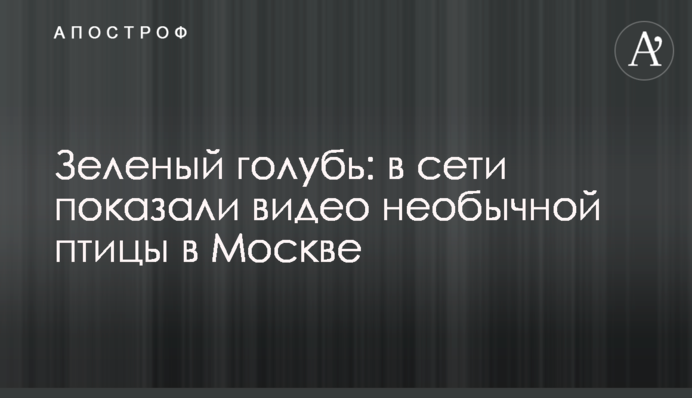 Зеленый голубь: в сети показали видео необычной птицы в Москве