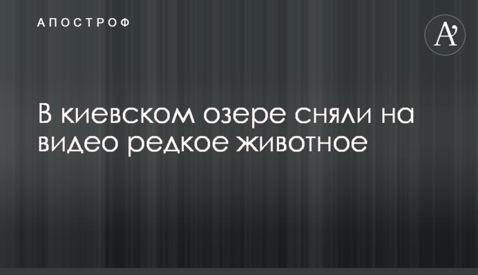В киевском озере сняли на видео редкое животное