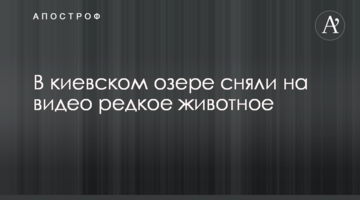 У київському озері зняли на відео рідкісну тварину
