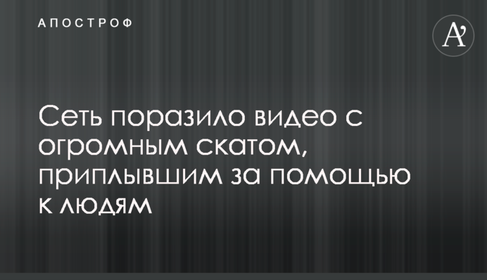Мережу вразило відео з величезним скатом, який приплив за допомогою до людей