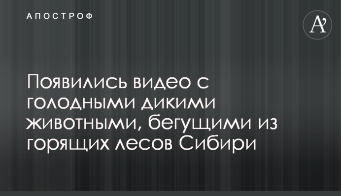 Появились видео с голодными дикими животными, бегущими из горящих лесов Сибири