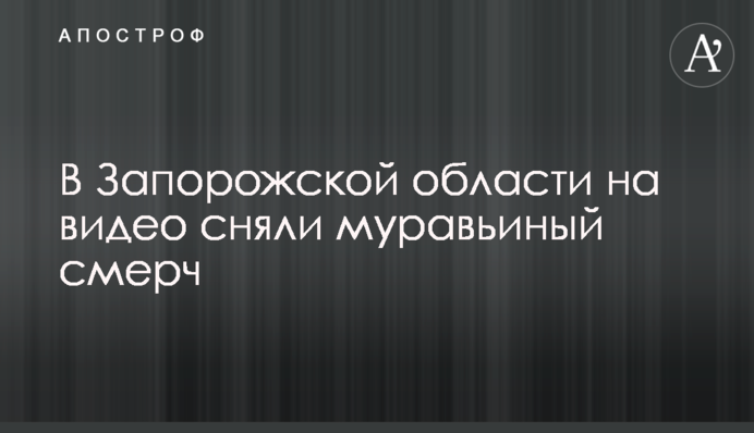 У Запорізькій області на відео зняли мурашиний смерч