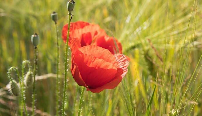 Медовый Спас 2019: что нельзя делать на Маковея
