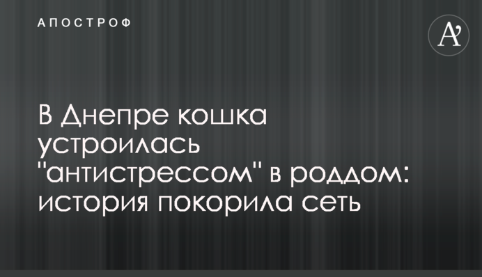 В Днепре кошка устроилась 