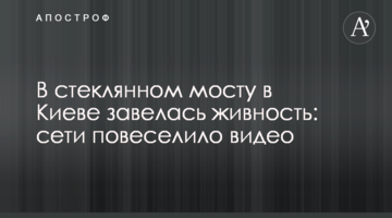 У скляному мосту в Києві завелася живність: мережі повеселило відео