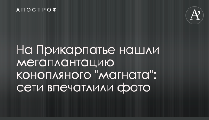 На Прикарпатье нашли мегаплантацию конопляного 