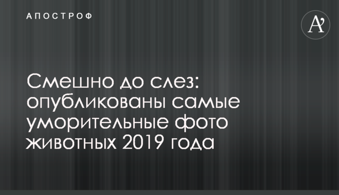 Смішно до сліз: опубліковано найдотепніші фото тварин 2019 року