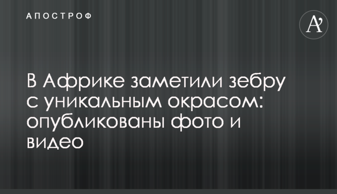 В Африке заметили зебру с уникальным окрасом: опубликованы фото и видео