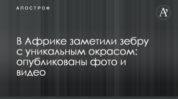 В Африці помітили зебру з унікальним забарвленням: опубліковано фото і відео