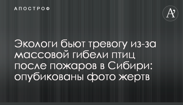 Экологи бьют тревогу из-за массовой гибели птиц после пожаров в Сибири: опубликованы фото жертв