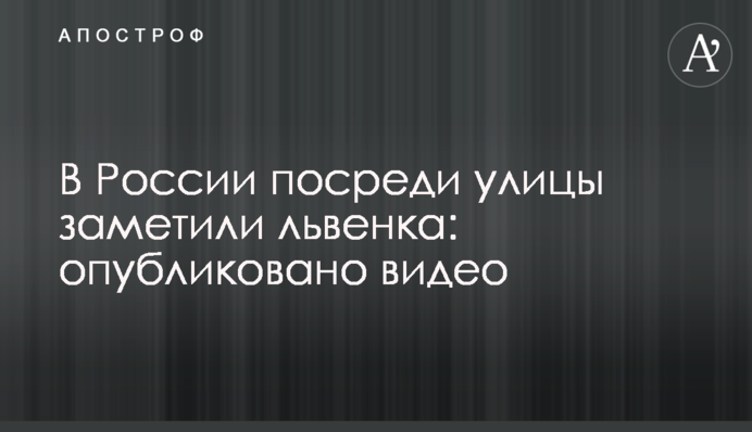 В России посреди улицы заметили львенка: опубликовано видео